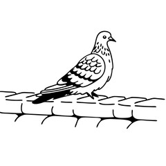 vector illustration of a pigeon