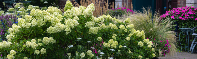 A banner of Show stopping, stunning hydrangea arborescens, Incrediball, massive blooms and globe...