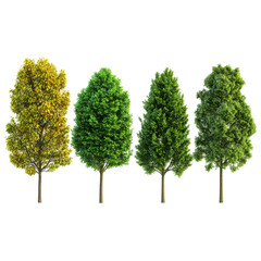 Fototapeta premium Four Trees Showing Seasonal Changes Yellow Green Lush Foliage Nature Cycle, isolated on transparent background