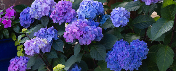 Gorgeous Curb Appeal Banner: Beautiful mophead big leaf hydrangea macrophylla, Let's Dance lovable be leaf hydrangea, long blooming and rebloomer with burgundy flowers in the fall.