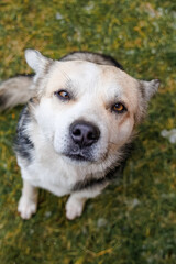 A male adult, stray dog sits on the grass and looks right toward the camera lens on a cloudy winter day. 