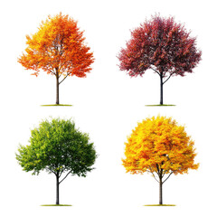 Fototapeta premium Four trees with different colors of leaves. PNG, Transparent