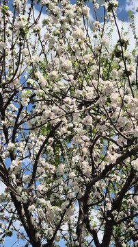 Blossomed tree on a sunny spring day 