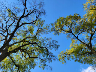 Tree silhouette and green foliage over a blue sky background, for biodiveristy, ecology, botany and nature background design