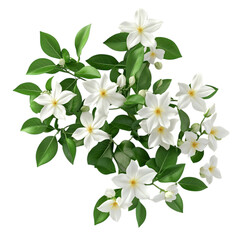 3D Flowering Jasmine Plant with White Flowers Isolated on Transparent Background