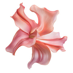 Beautiful Pink Lily with Trumpet Shaped Petals Isolated on Transparent Background