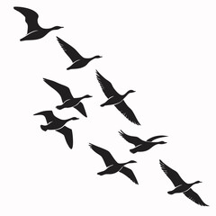 Obraz premium Silhouette of a flock of birds flying, isolated over a white background. Vector illustration