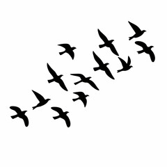 Silhouette of a flock of birds flying, isolated over a white background. Vector illustration