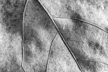 Detailed view of autumn leaf structure. Black and white