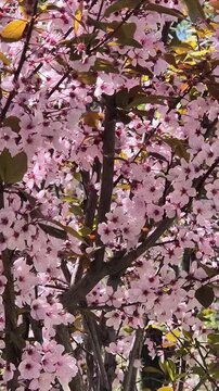 Pink blossomed tree branches in spring
