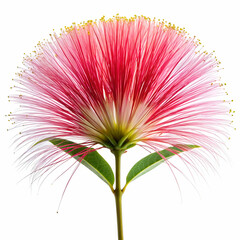 Obraz premium Brazilian Plume Flower on white background