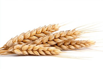 Close Up of Golden Wheat Stalks on White Background Fresh Harvest