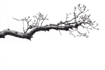 Obraz premium Tree Branch in Winter with Buds Ready for Spring Season