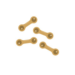 Corynebacterium diphtheriae, pathogenic bacteria. Bacterial microorganism.