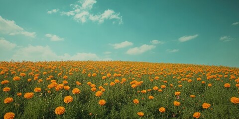 A field of vibrant orange flowers stretches to the horizon under a clear blue sky with soft clouds.