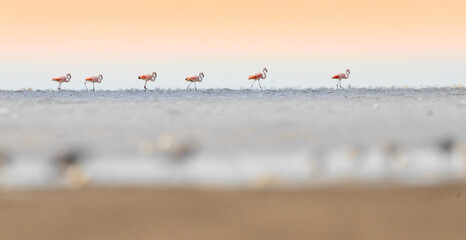 Flamencos desfilando en la playa