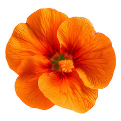 Bright Orange Nasturtium Flower Isolated on Transparent Background