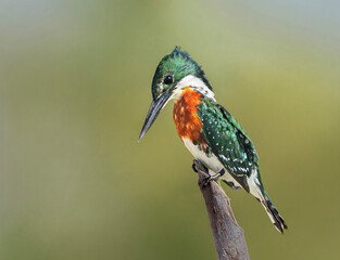 Ave Martin pescador