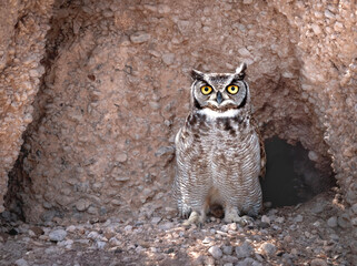 Buho: Tucuquere Patagonia. © Sergio