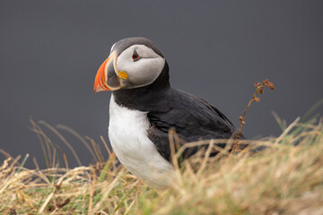 Puffins at Dyrhólaey in the Golden Circle of Iceland