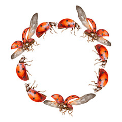 Red ladybugs wreath watercolor illustration. Red insects with black dots for children's parties, packaging, children's interior and clothing © Mea_ta 