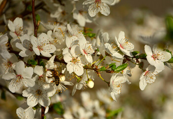 kwitnąca śliwa domowa mirabelka (Prunus domestica subsp. syriaca), Beautiful white flowers of a Mirabelle tree, Flowering fruit tree in spring. White small flowers of Mirabelle plum, cherry plum	