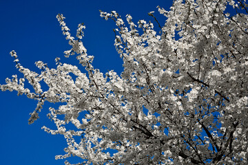 kwitnąca śliwa domowa mirabelka na tle niebieskiego nieba, Prunus domestica subsp. syriaca, white flowers of a Mirabelle tree, Flowering fruit tree in spring. White small flowers of Mirabelle plum