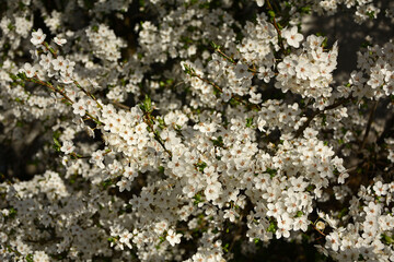 kwitnąca śliwa domowa mirabelka (Prunus domestica subsp. syriaca), Beautiful white flowers of a Mirabelle tree, Flowering fruit tree in spring. White small flowers of Mirabelle plum, cherry plum	