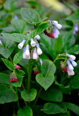 kwitnący wiosną żywokost wielkokwiatowy, wielobarwne kwiaty żywokostu, spring-blooming Symphyt, multi-colored symphytum flowers,  flowering Comfrey, Symphytum grandiflorum

