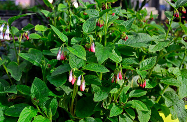 kwitnący wiosną żywokost wielkokwiatowy, wielobarwne kwiaty żywokostu, spring-blooming Symphyt, multi-colored symphytum flowers,  flowering Comfrey, Symphytum grandiflorum  © kateej