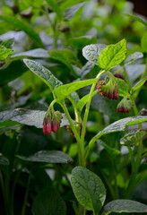kwitnący wiosną żywokost wielkokwiatowy, wielobarwne kwiaty żywokostu, spring-blooming Symphyt, multi-colored symphytum flowers,  flowering Comfrey, Symphytum grandiflorum
