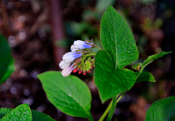 kwitnący wiosną żywokost wielkokwiatowy, wielobarwne kwiaty żywokostu, spring-blooming Symphyt, multi-colored symphytum flowers,  flowering Comfrey, Symphytum grandiflorum  © kateej