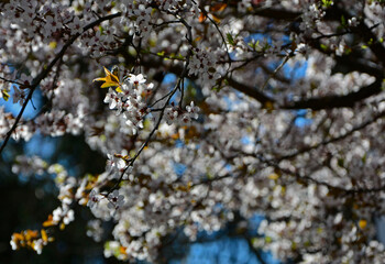 kwitnąca śliwa domowa mirabelka (Prunus domestica subsp. syriaca), Beautiful white flowers of a Mirabelle tree, Flowering fruit tree in spring. White small flowers of Mirabelle plum, cherry plum