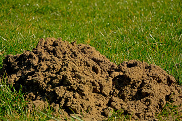 kretowisko wiosną na trawniku, kopiec kreta na trawie, a molehill in the spring on the lawn, a molehill in the grass, freshly dug molehill stands out against the green grass