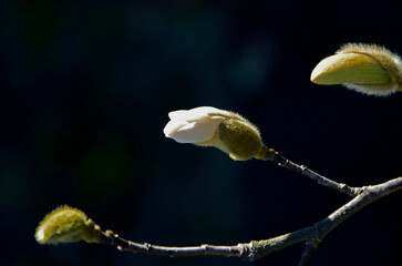 paki kwiatowe magnoli gwiaździstej w owłosionej okrywie, owłosione pąki Magnolia stellata, close up of magnolia stellata flower bud about to open in early spring, hairy buds of the magnolia stellata  © kateej
