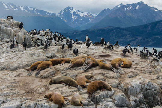 Sea lions colony on the island in the ocean in South America. Argentina and Chile marine inhabitants, big wild maritime animals sea lions and birds on the island seen from the tourist boat wild nature