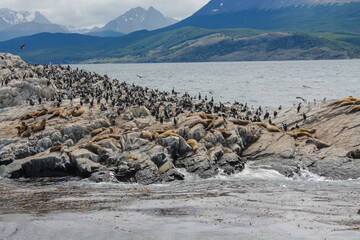 Sea lions colony on the island in the ocean in South America. Argentina and Chile marine...