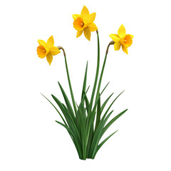 3D Daffodil Plant with Golden Blooms Isolated on Transparent Background