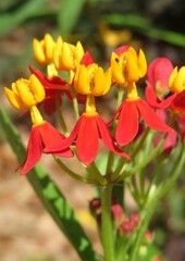 Fototapeta premium Beautiful asclepias tuberosa flowers, closeup