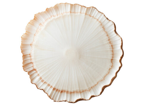 Beautiful natural shell with intricate patterns for home decor, cut out