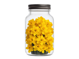 Bright yellow daffodils in glass jar for spring decoration purpose, cut out