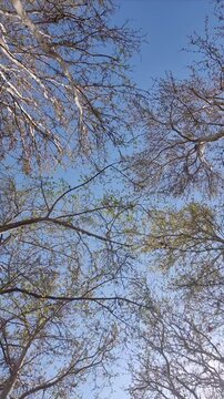 Spring trees with the blue sky background