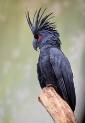 Palm Cockatoo