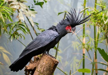 Palm Cockatoo © Hana