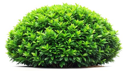 Naklejka premium White Bush Background Nature Photography