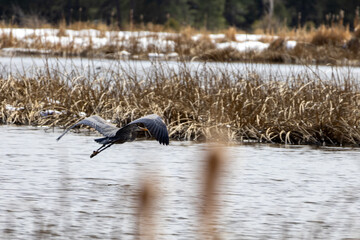 great blue heron in flight