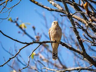 Kestrel Perched in a Tree