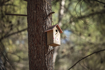 Beautiful wooden birdhouse hanging from a Mediterranean pine tree in the afternoon light.
