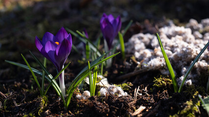 Purple Crocus Flowers Blooming Among Moss