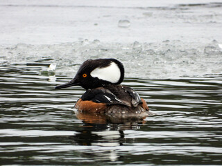 Hooded merganser showing off his raised flamboyant head and superb diving skills